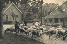 Marktstraat schapen 225