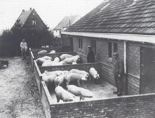 boerderijd varkens_525