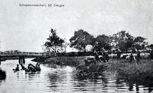 schapenwassen drentsche A_525